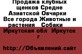 Продажа клубных щенков Средне Азиатской Овчарки - Все города Животные и растения » Собаки   . Иркутская обл.,Иркутск г.